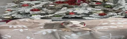 English Bulldog dogs for sale: Stunning litter of English Bulldog puppies in Crawley - Advert 6
