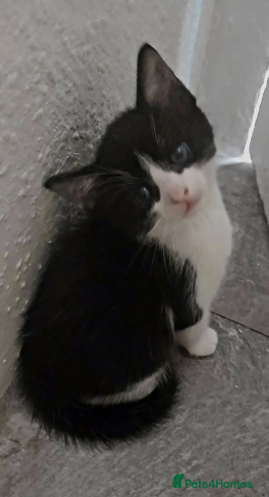 Bombay cats for sale: 7 kittens - Advert 2