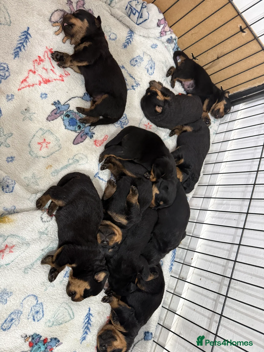 Rottweiler dogs for sale: 10 beautiful German Rottweiler Puppies Champion  in Worcester - Advert 1