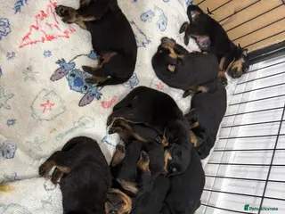 Rottweiler dogs 10 beautiful German Rottweiler Puppies Champion in Worcester - Advert 2