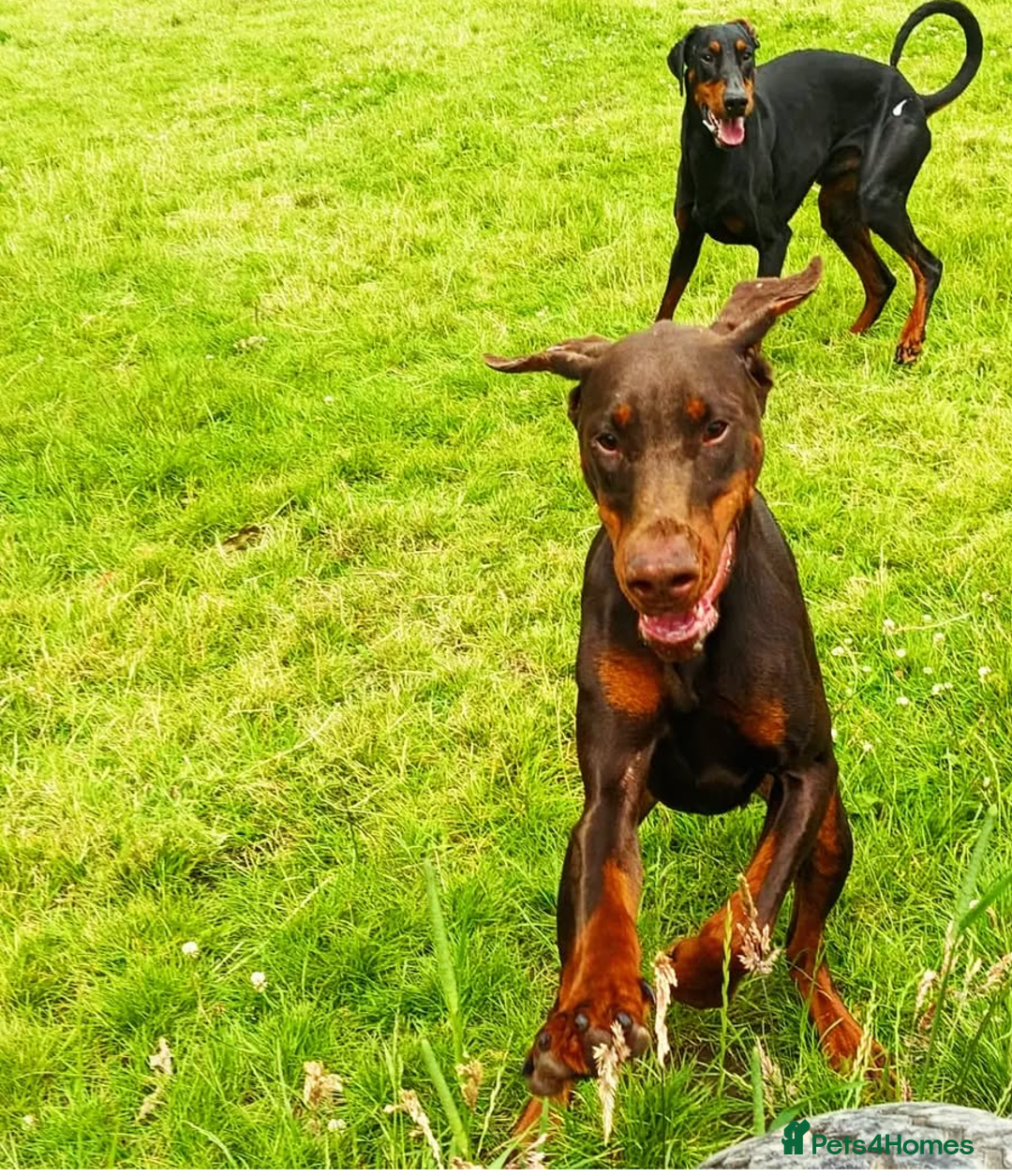 Dobermann dogs for sale: Beautiful doberman puppies ready for foreve homes  - Image 7