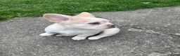 French Bulldog dogs for sale: LAST PUPPY- Rare fluffy french bulldogs - Advert 22