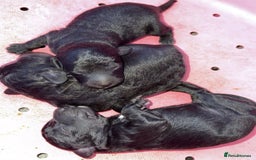 Bedlington Terrier dogs for stud: KC Registered Bedlington Terrier Stud in Ferryhill - Image 22