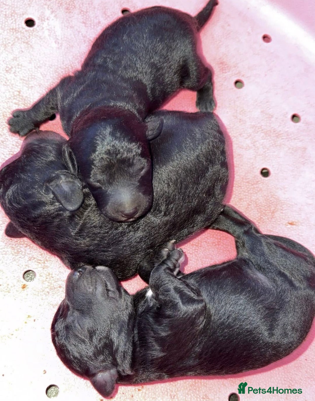 Bedlington Terrier dogs for stud: KC Registered Bedlington Terrier Stud in Ferryhill - Image 22