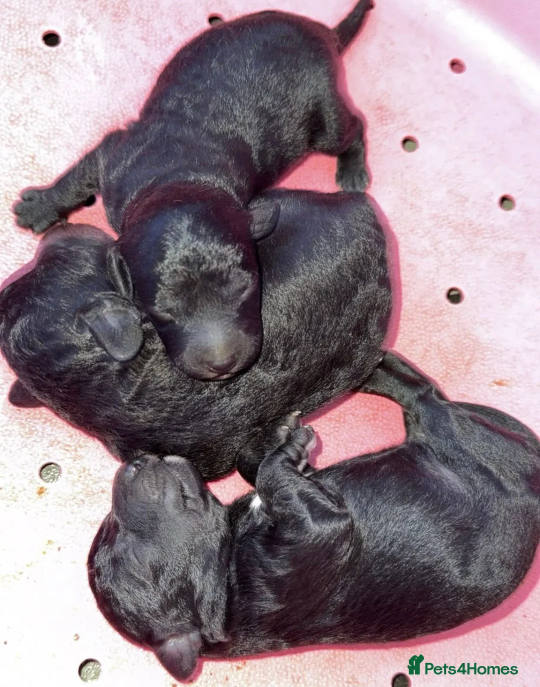 Bedlington Terrier dogs for stud: KC Registered Bedlington Terrier Stud in Ferryhill - Advert 22