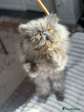 Persian cats in Guisborough - Advert 2