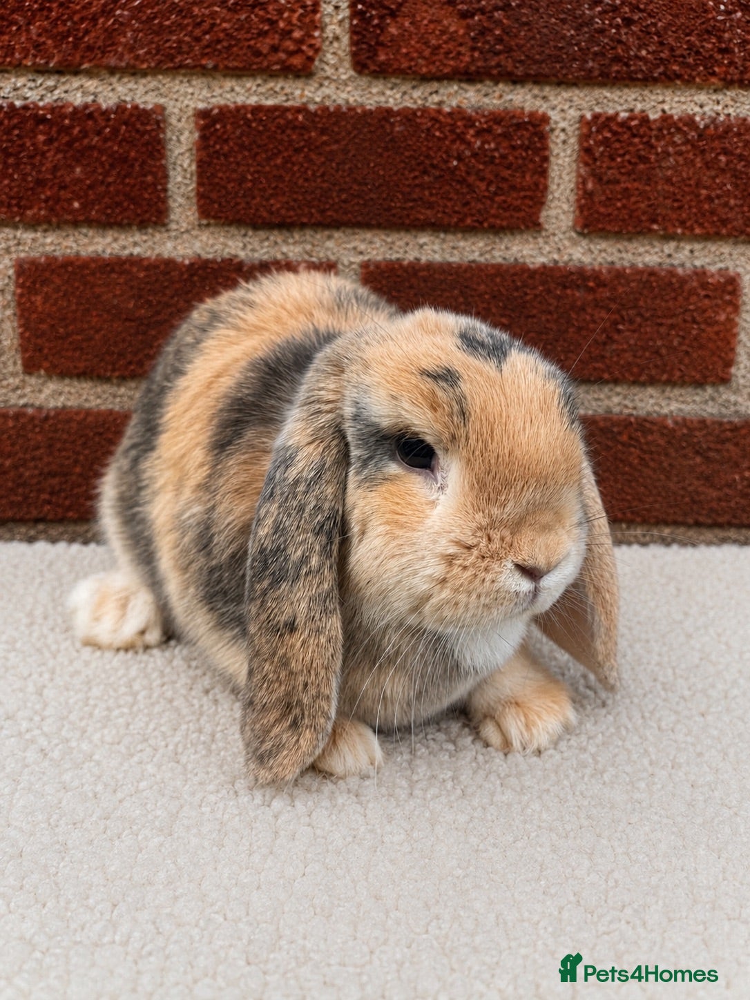 Mini Lop rabbits Pure breed mini lop  - Advert 2