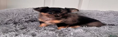 Chihuahua 3
