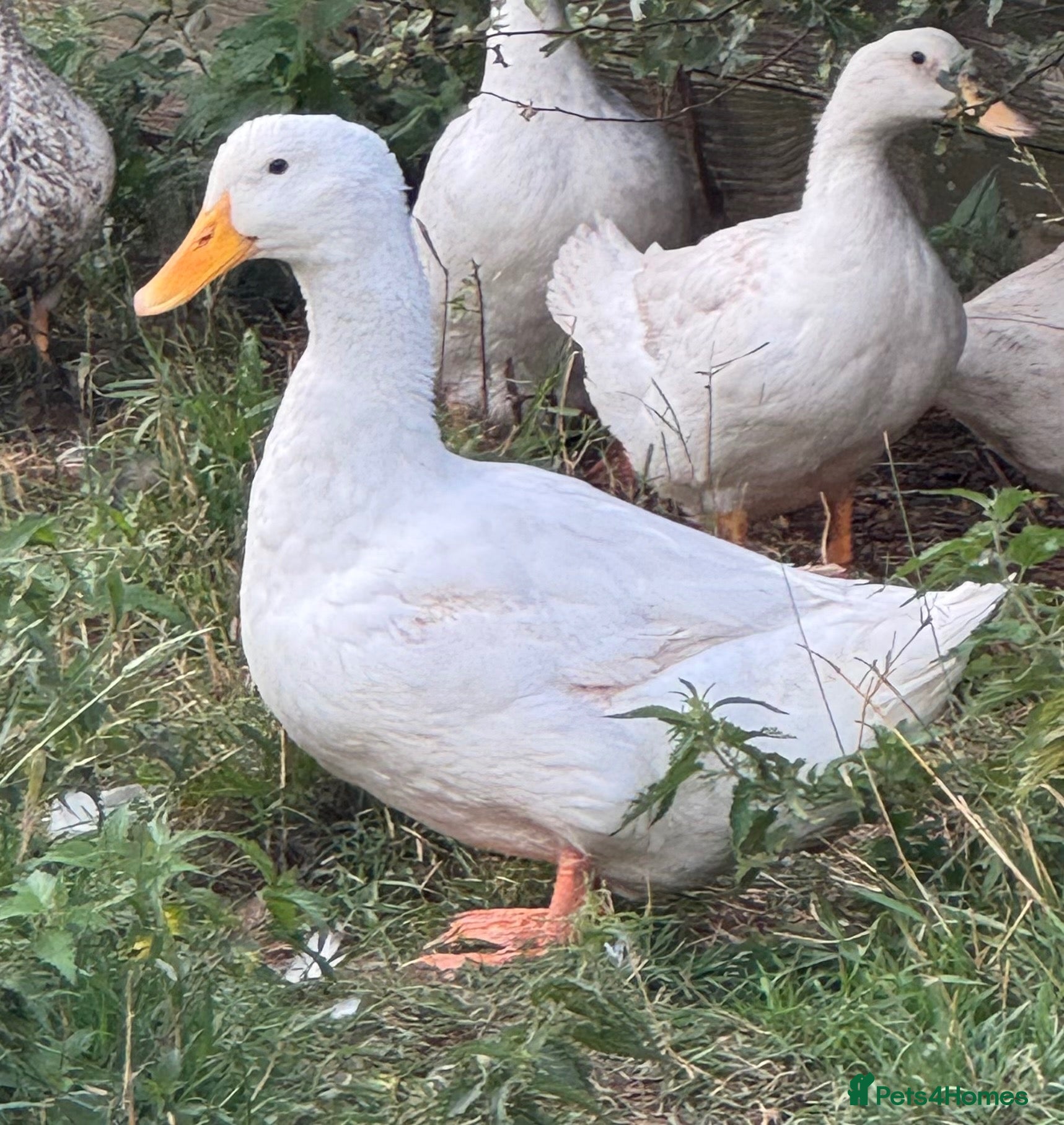 Ducks poultry Cherry valley drake  - Advert 1