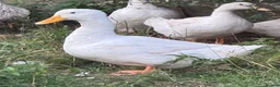 Ducks poultry for sale: Cherry valley drake  - Advert 1