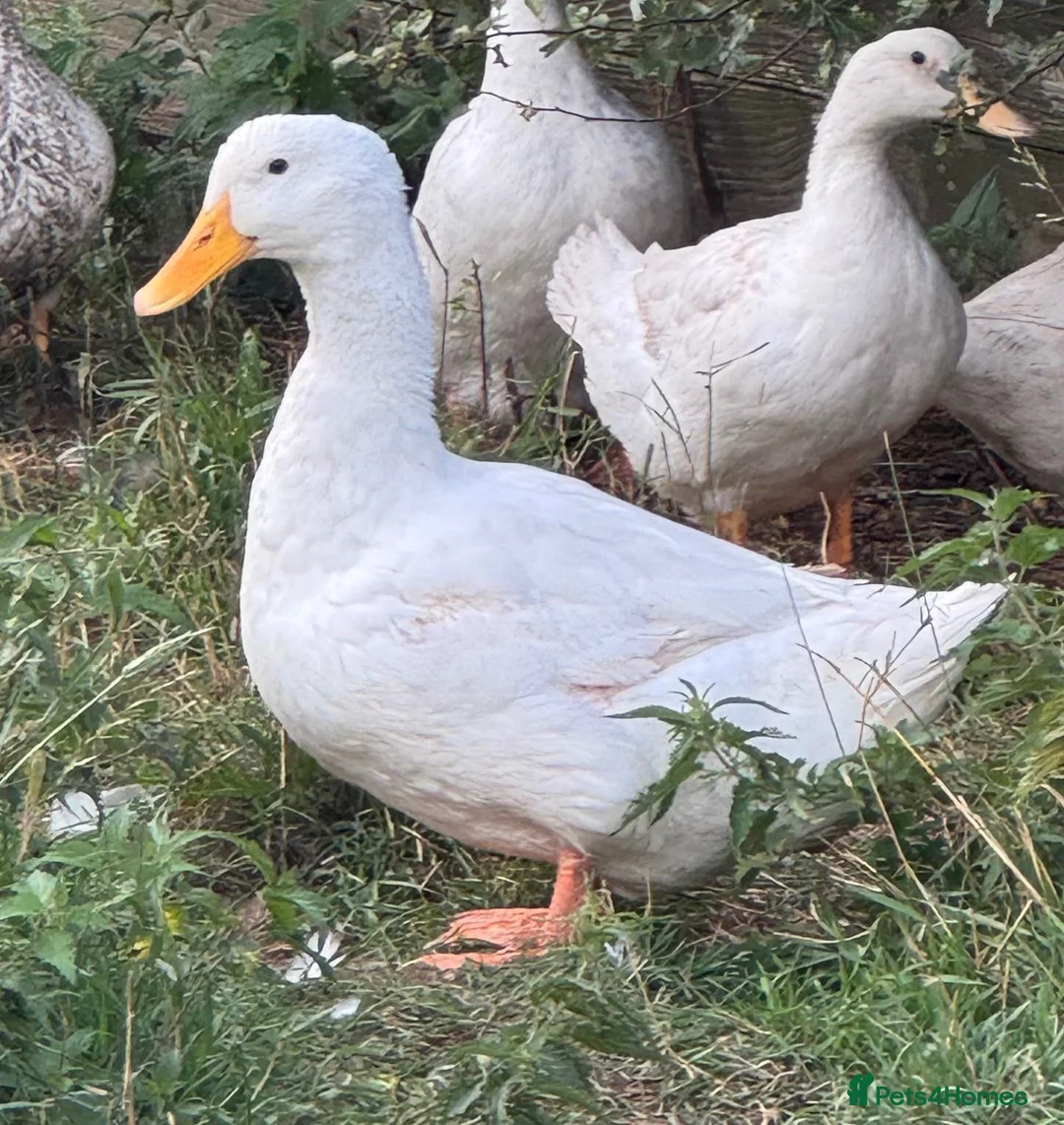 Ducks poultry for sale: Cherry valley drake  - Advert 1