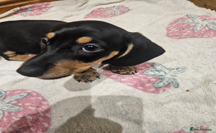 Dachshund dogs Dachshund pups  - Advert 1
