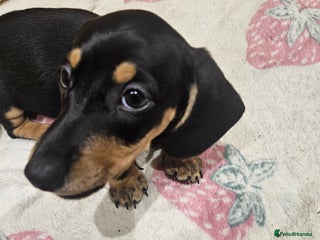 Dachshund dogs Dachshund pups - Advert 4