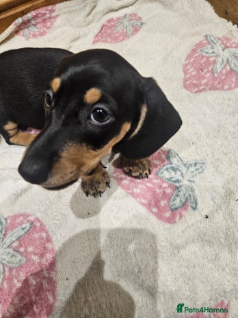 Dachshund dogs Dachshund pups - Advert 1