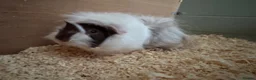Guinea Pig rodents for sale: Baby guinea pigs mixed breeds  - Advert 5