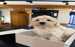 Maltipoo dogs for sale: Outstanding Maltipoo Puppies - Image 11
