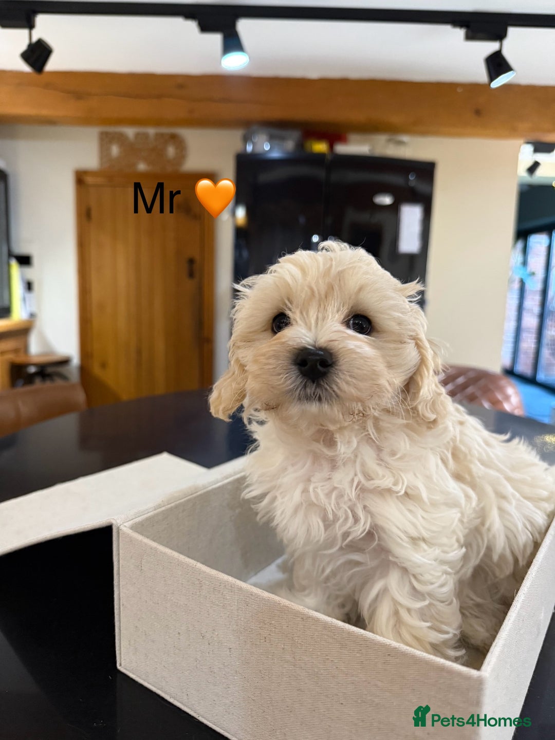 Maltipoo dogs for sale: Outstanding Maltipoo Puppies - Image 11