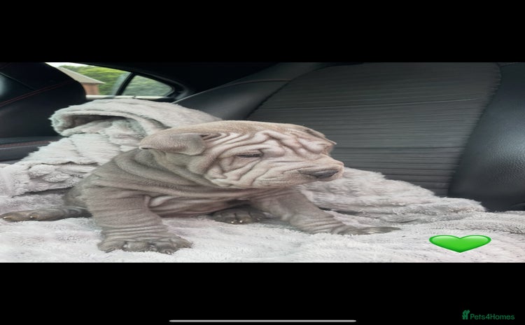 Shar Pei dogs - Advert 5