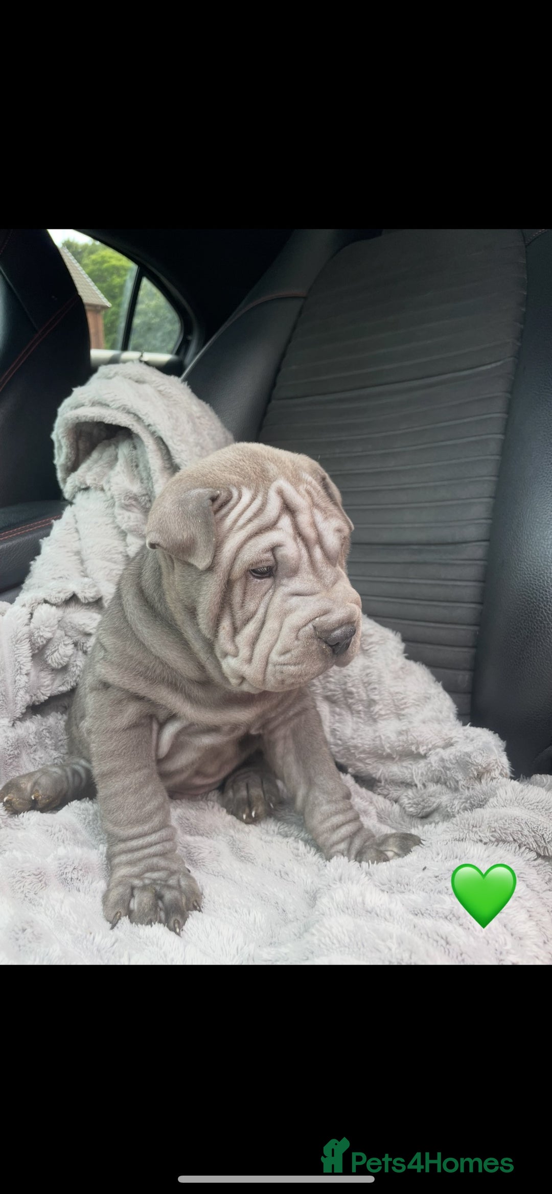 Shar Pei dogs for sale: Shar Pei Puppies  - Image 1