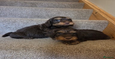 Cavapoo dogs - Advert 9