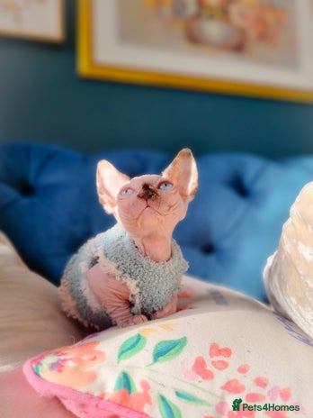 Sphynx cats in Oldham - Advert 14