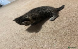 Mixed Breed cats for sale: Beautiful kittens  - Image 11