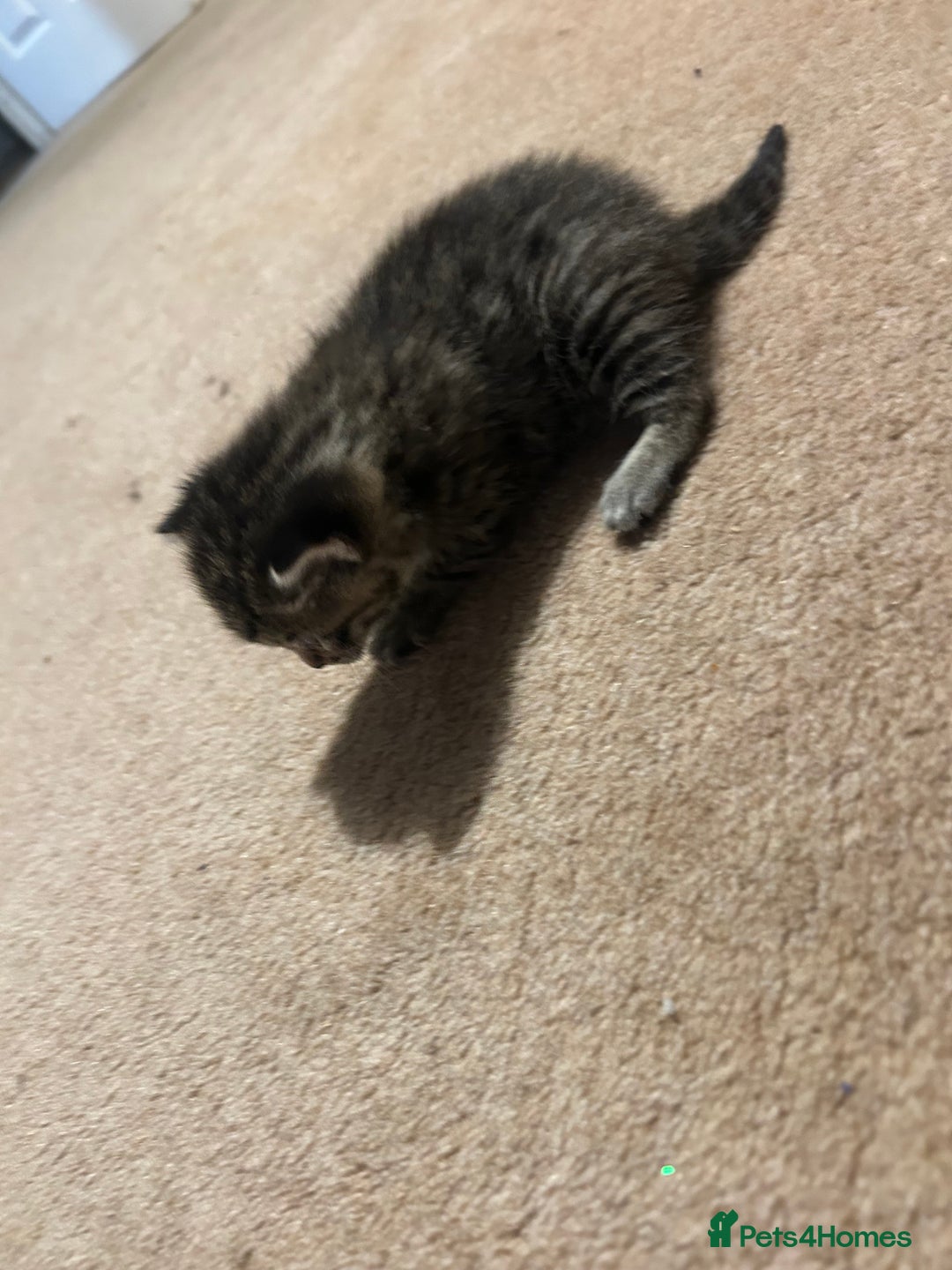 Mixed Breed cats for sale: Beautiful kittens  - Image 11