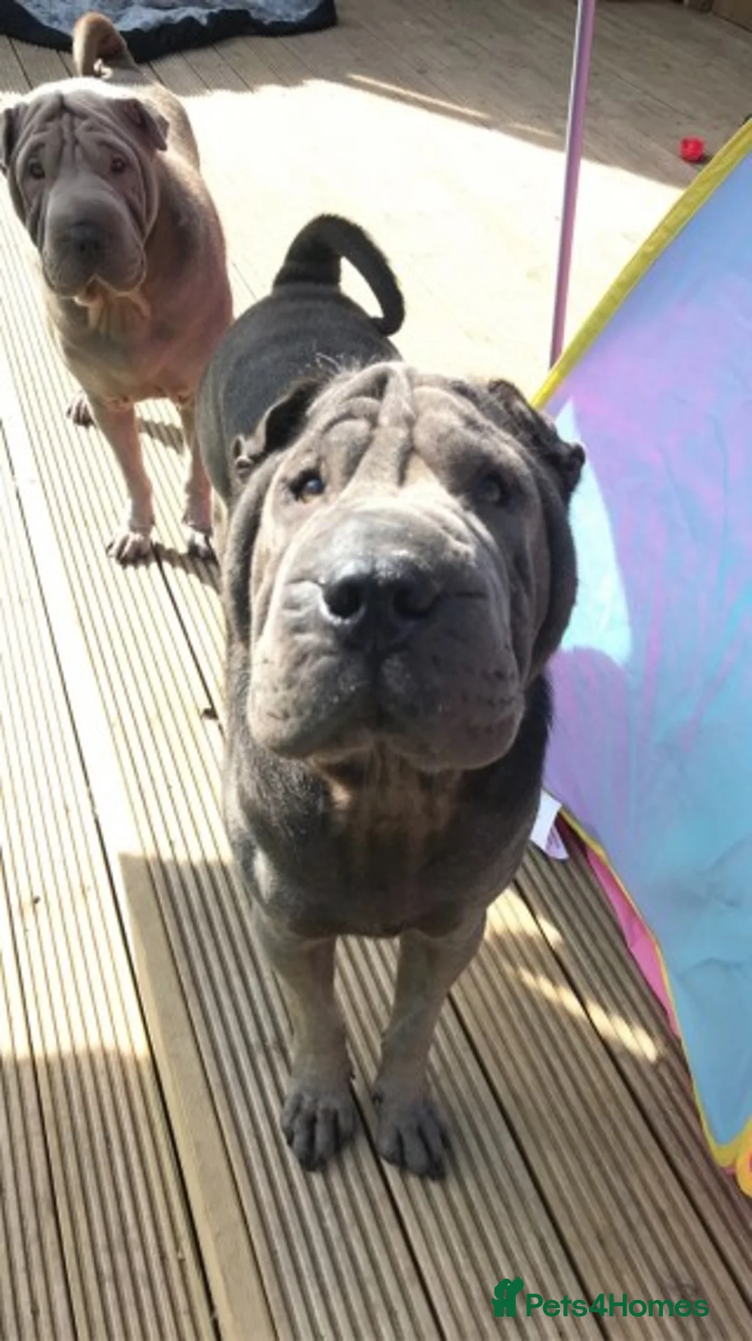 Shar Pei dogs for stud: Big boy Bleu in Sheffield - Advert 4