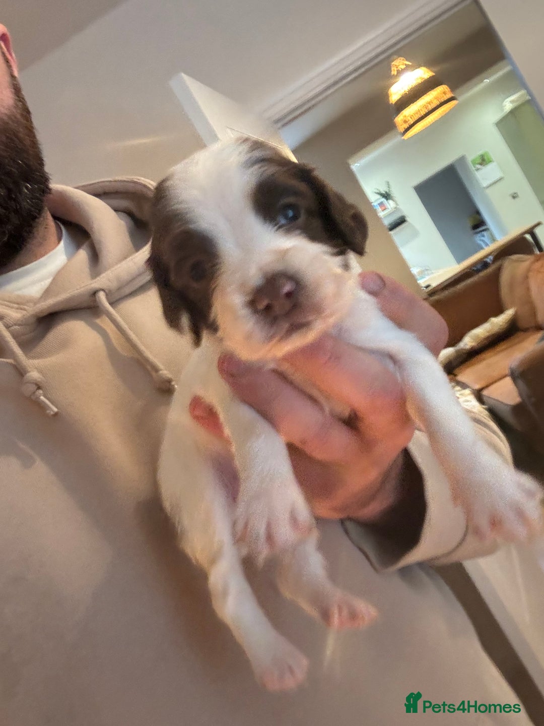 English Springer Spaniel dogs for sale: 7 springer spaniel puppies. Both parents working - Advert 12