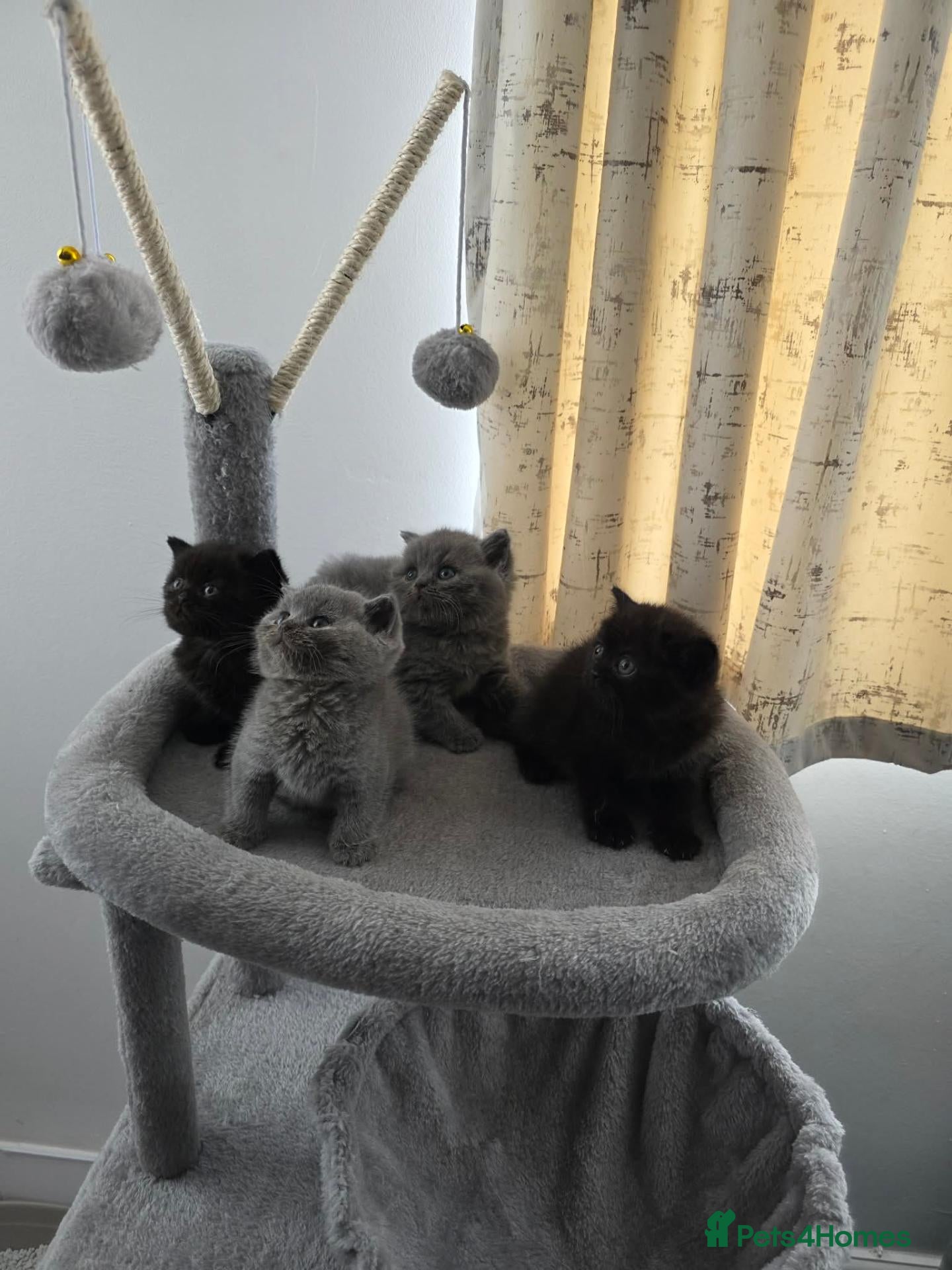 British Shorthair cats 2 kittens blue & 2 chocolate dark  - Advert 2