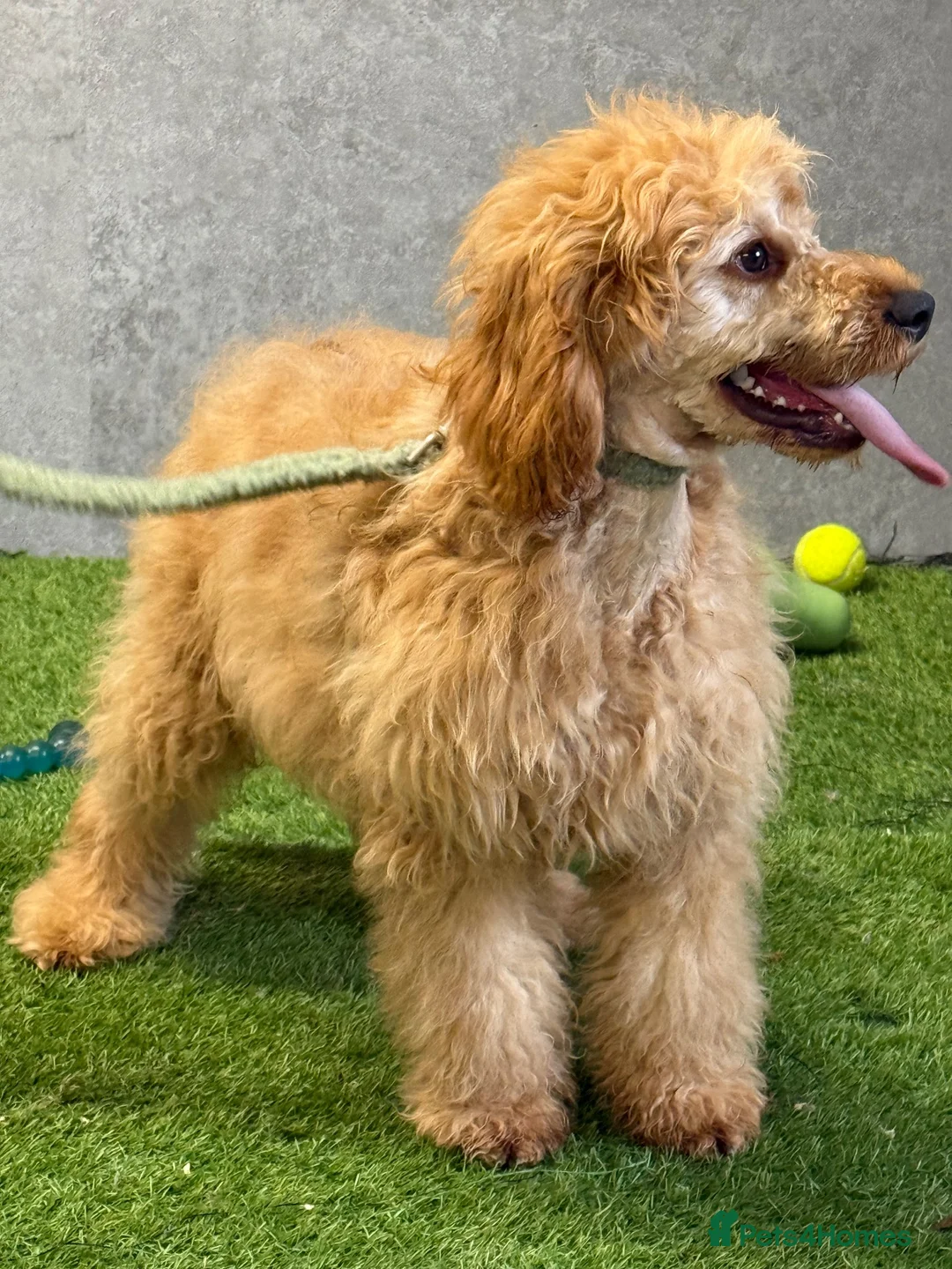 Cavapoo dogs for sale: Ted is amazing  gent of a boy  - Advert 1