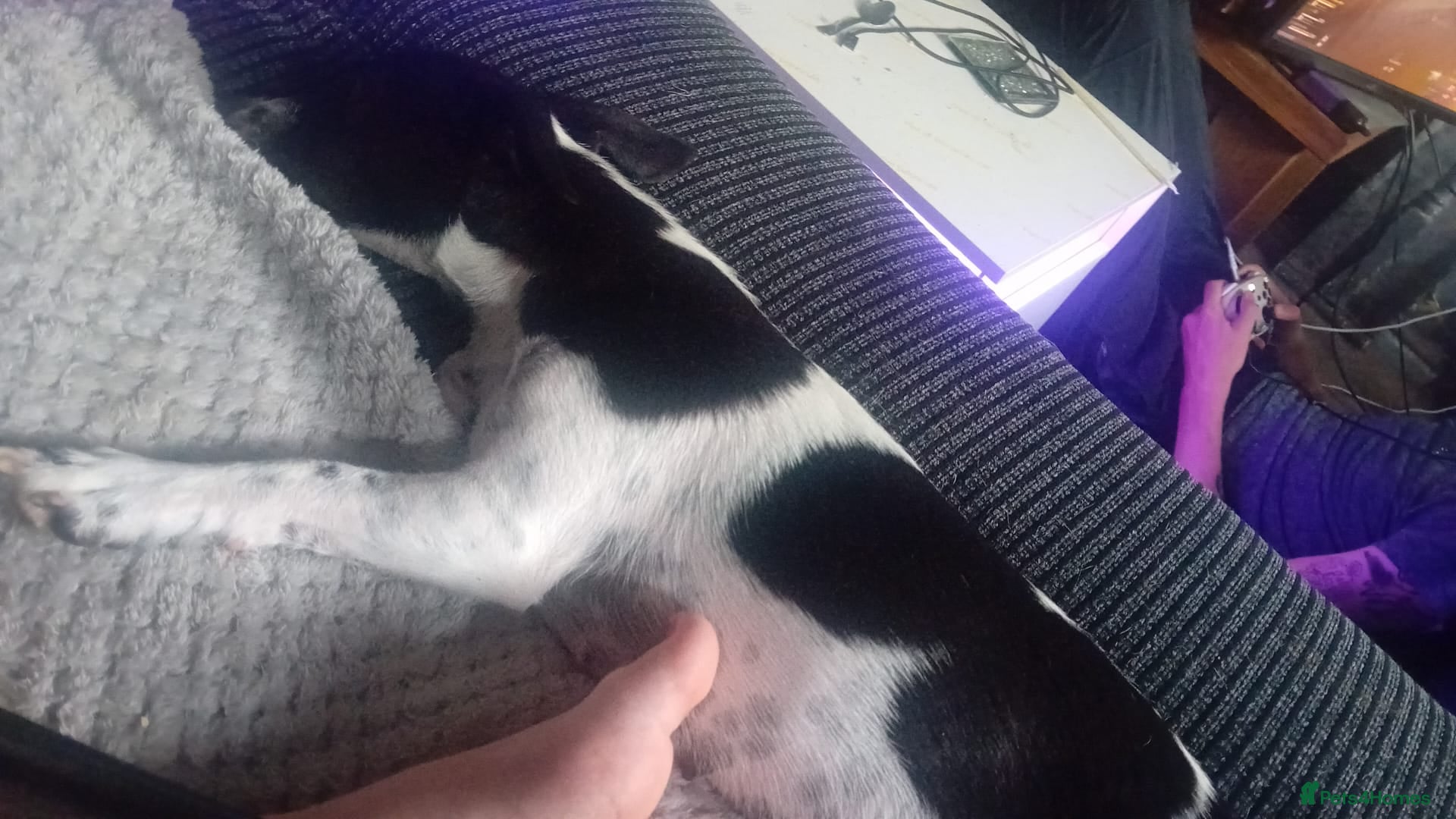Jack Russell dogs Jack russell girl - Advert 2