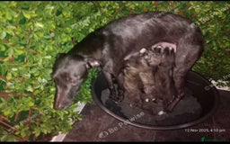 Mixed Breed dogs for sale: Hunter  - Advert 8