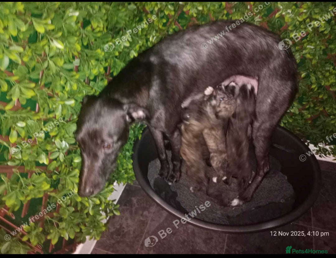 Mixed Breed dogs for sale: Hunter  - Advert 8