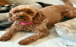 Cavapoo dogs for sale: 🐾Stunning F1B Cavapoo Puppies🐾 - Image 4