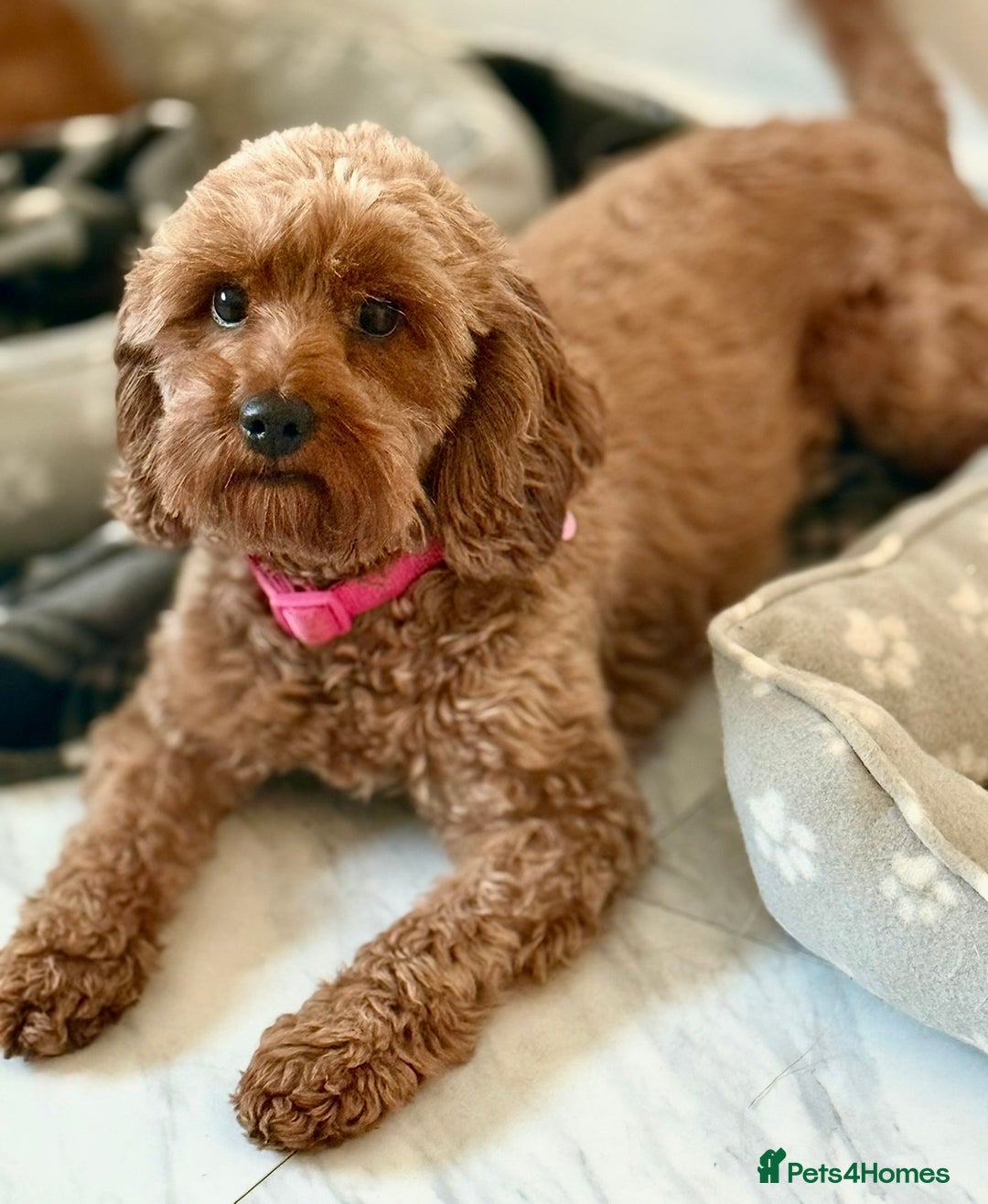 Cavapoo dogs for sale: 🐾Stunning F1B Cavapoo Puppies🐾 - Image 4