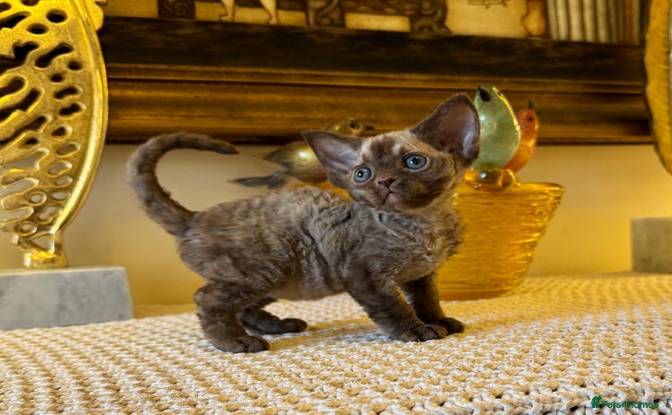 Devon Rex cats Stunning TICA Devon Babies - Advert 1
