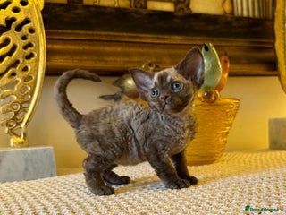 Devon Rex cats for sale: Stunning TICA Devon Babies - Advert 1