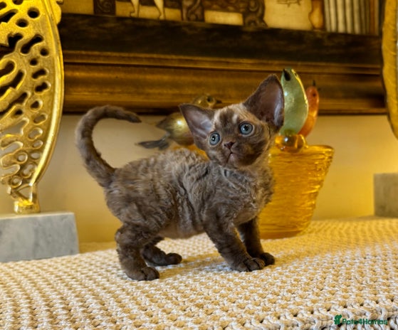 Devon Rex cats Stunning TICA Devon Babies - Advert 1