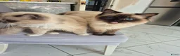 Ragdoll cats for sale: Only Male from first time mummy - Advert 4