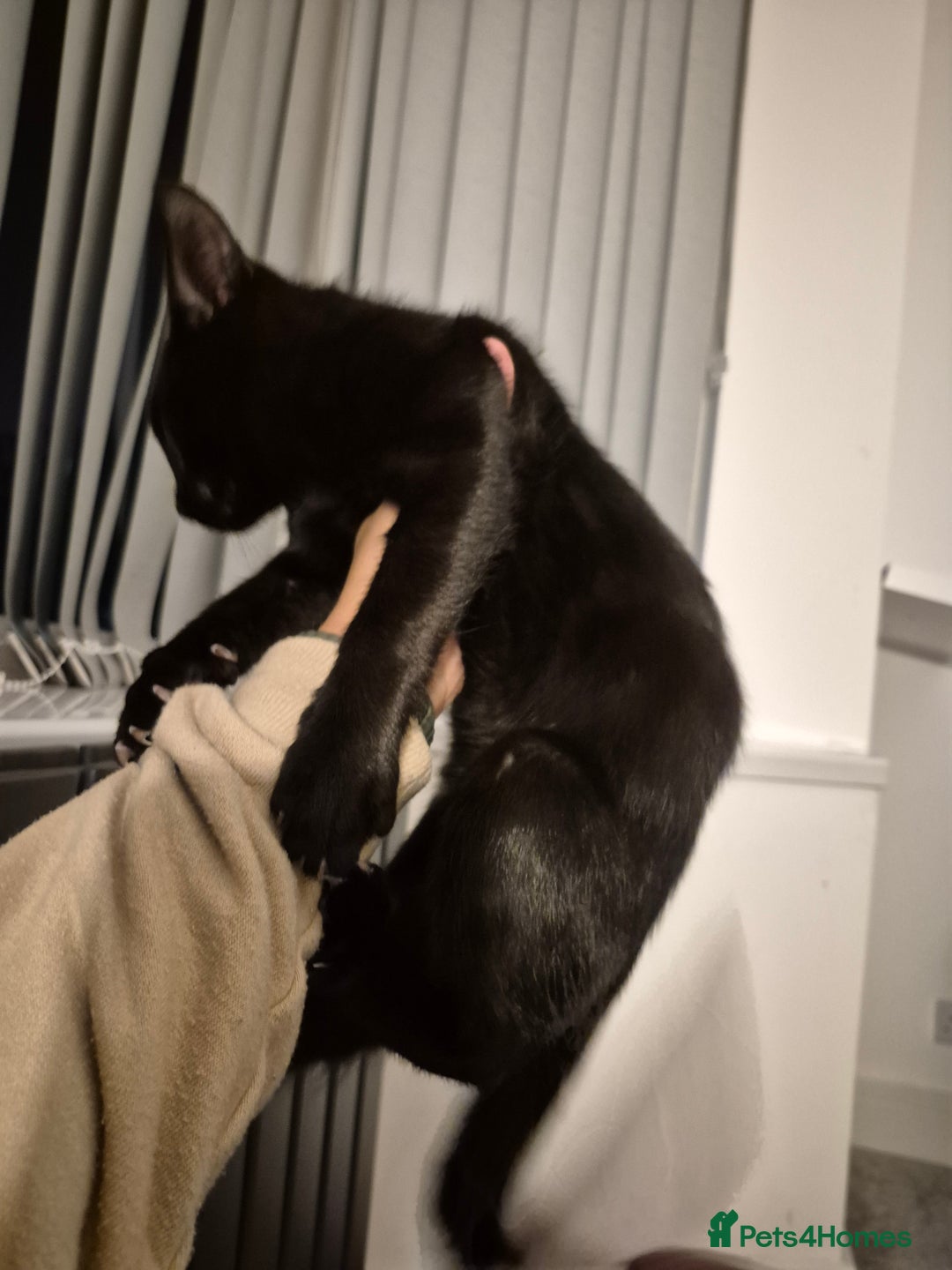 Mixed Breed cats for sale: Kittens for sale  - Image 3