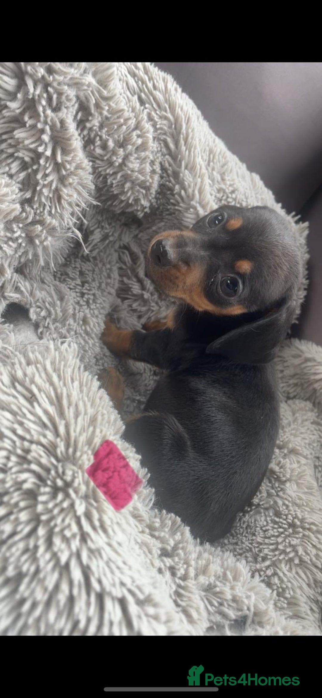Dachshund dogs for sale: READY to leave dachshund puppy’s for sale  - Image 13