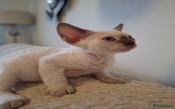Devon Rex cats for sale: 🐱 Wonderful kittens Devon rex - Image 7