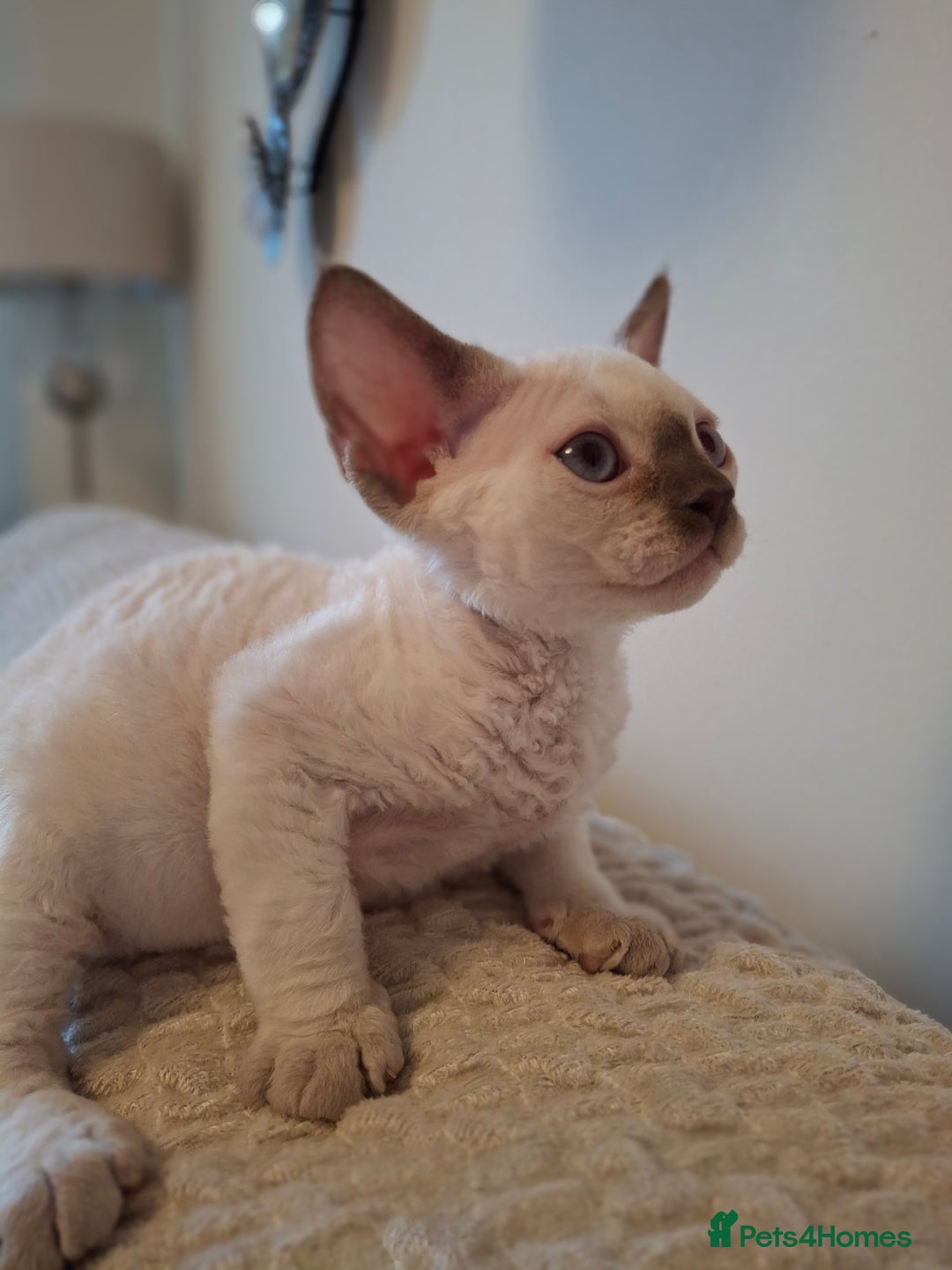 Devon Rex cats for sale: 🐱 Wonderful kittens Devon rex - Image 7