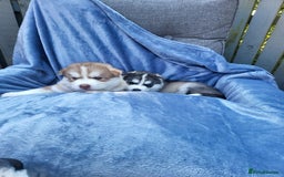 Siberian Husky dogs for sale: Beautiful Siberian Husky's - Image 6