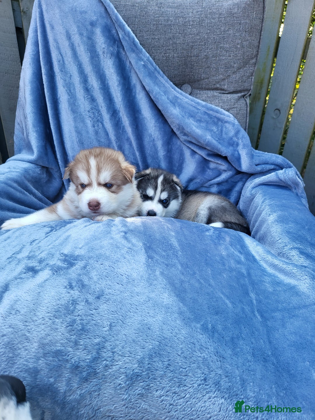 Siberian Husky dogs for sale: Beautiful Siberian Husky's - Image 6