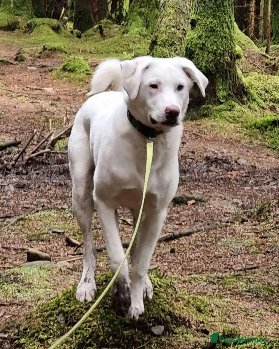 Mixed Breed dogs for adoption: DOUGIE - Like a Large Labrador - Advert 19