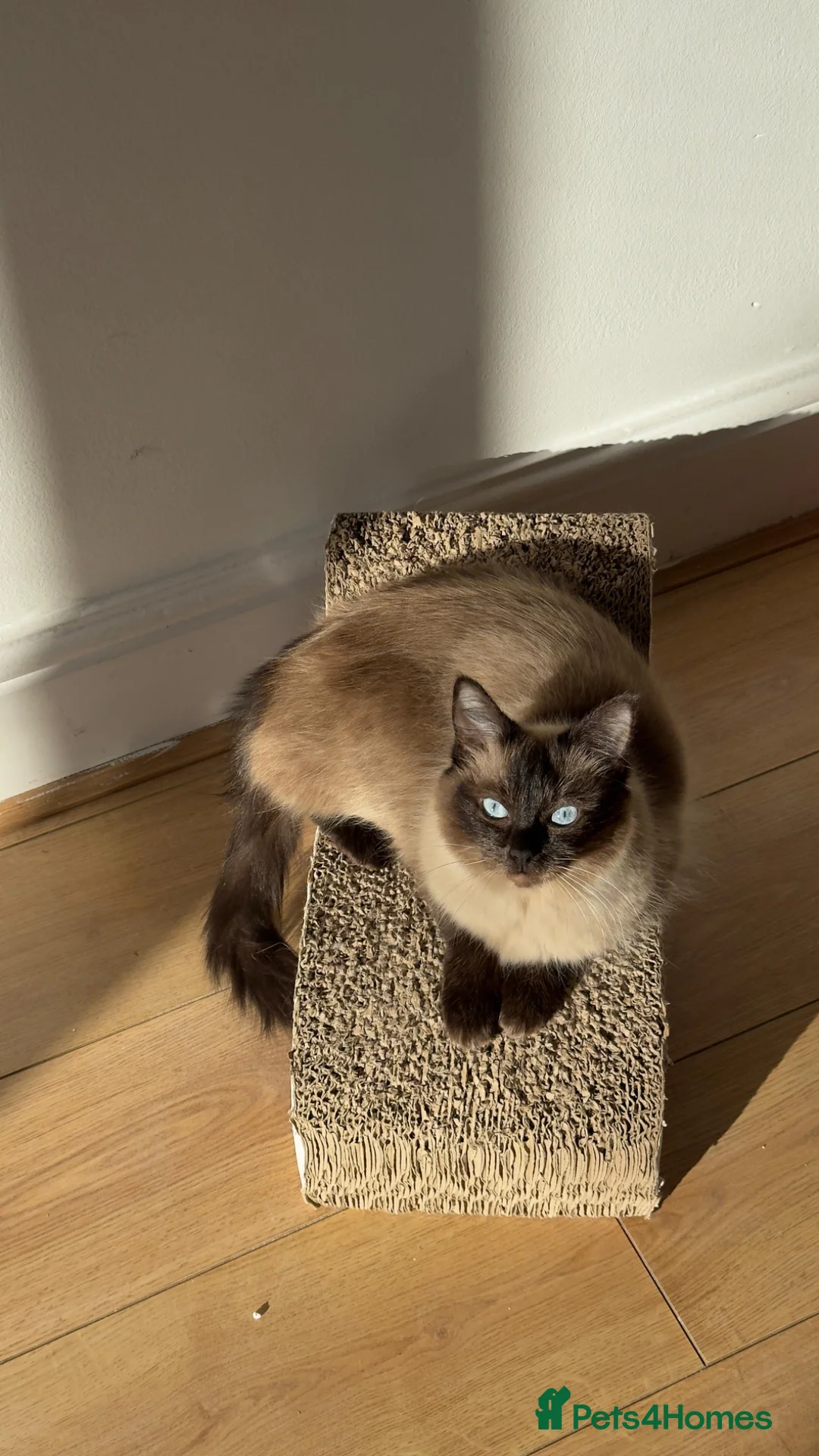 Ragdoll cats for sale: Ragdoll - Advert 2