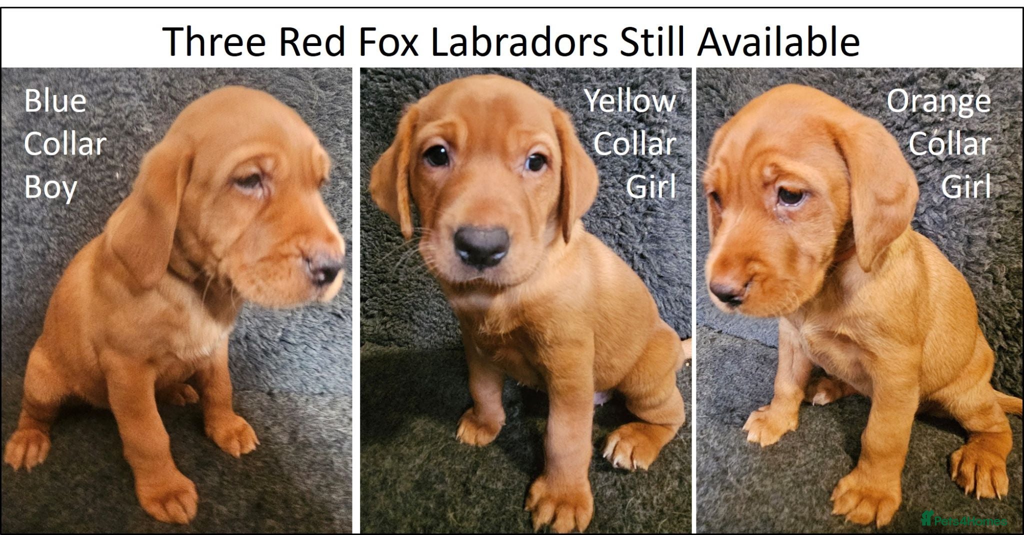 Labrador Retriever dogs Stunning Red/Golden Labs-KC Reg, Health Checked - Advert 16