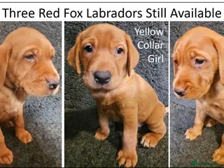 Labrador Retriever dogs Stunning Red/Golden Labs-KC Reg, Health Checked - Advert 16